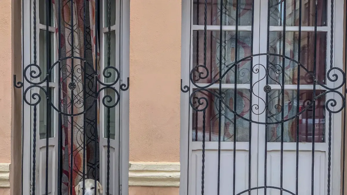Dog resting by a window