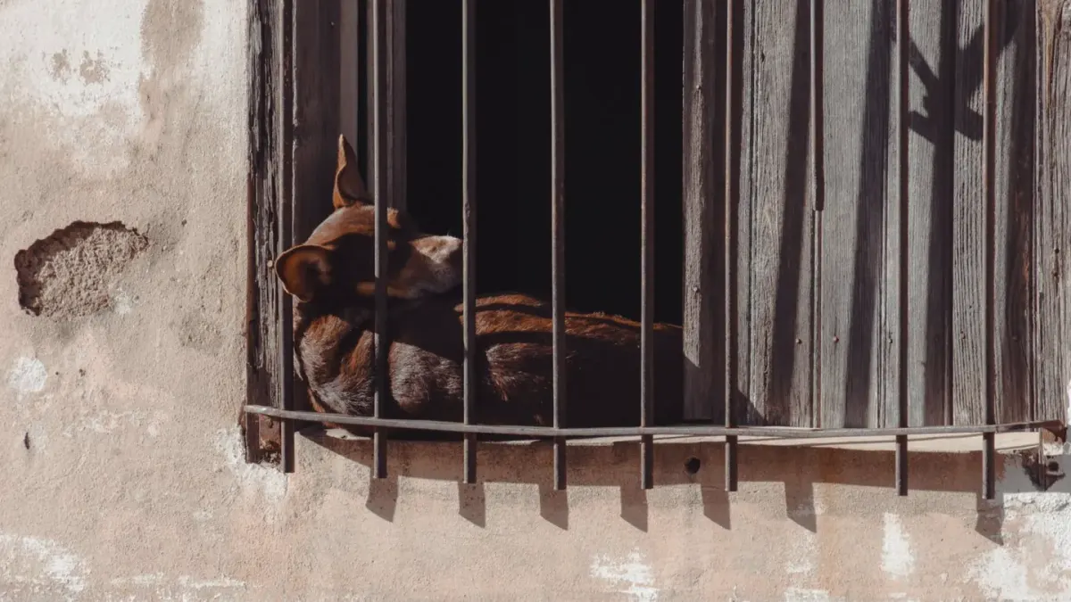 Dog resting by a window