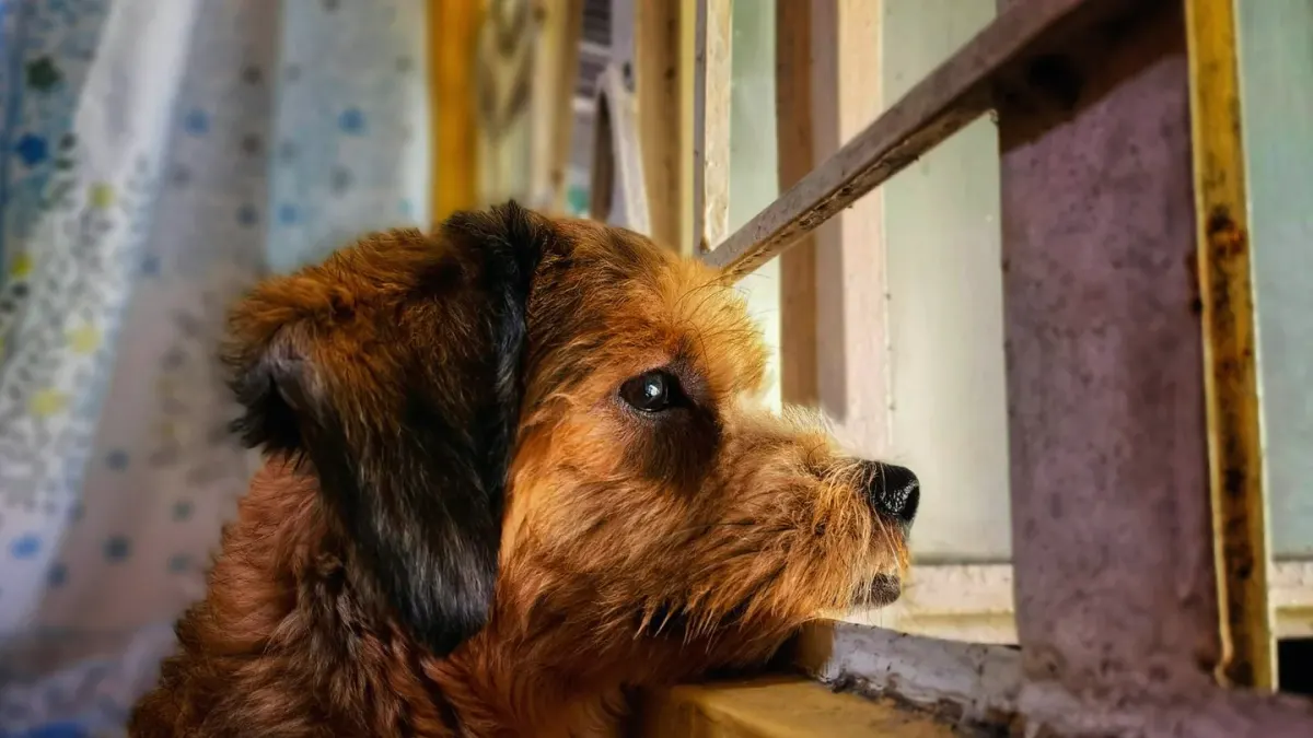 Dog resting by a window