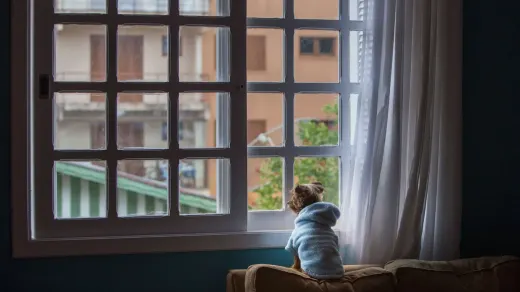 Dog resting by a window