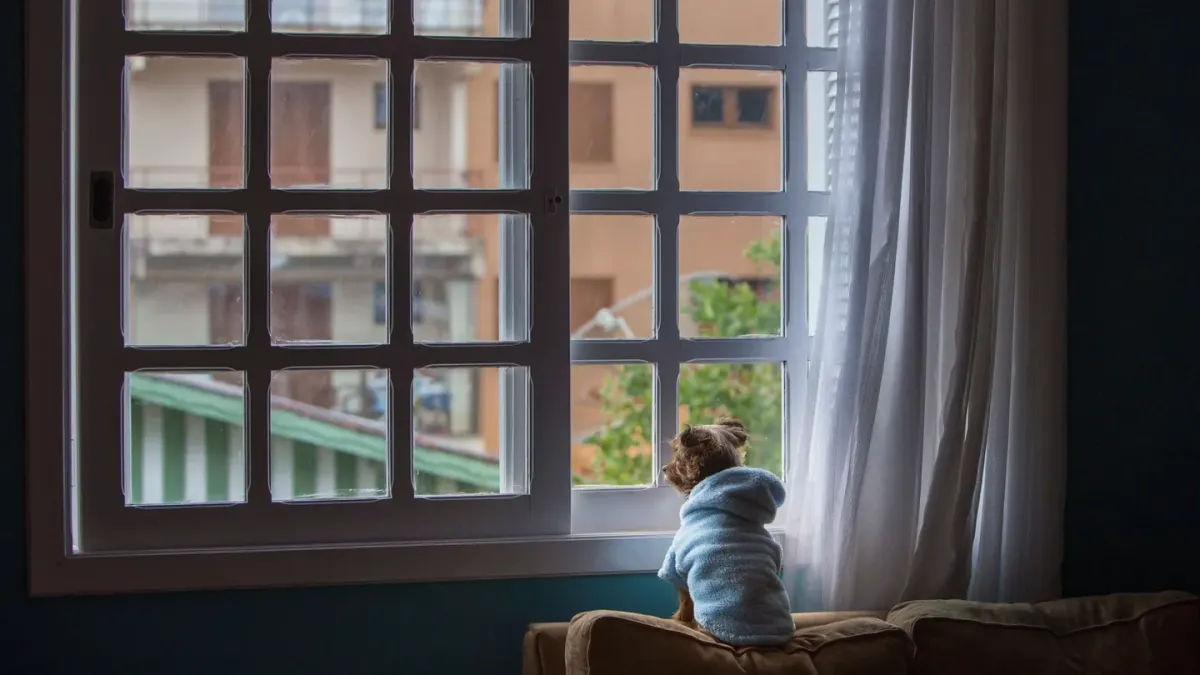 Dog resting by a window
