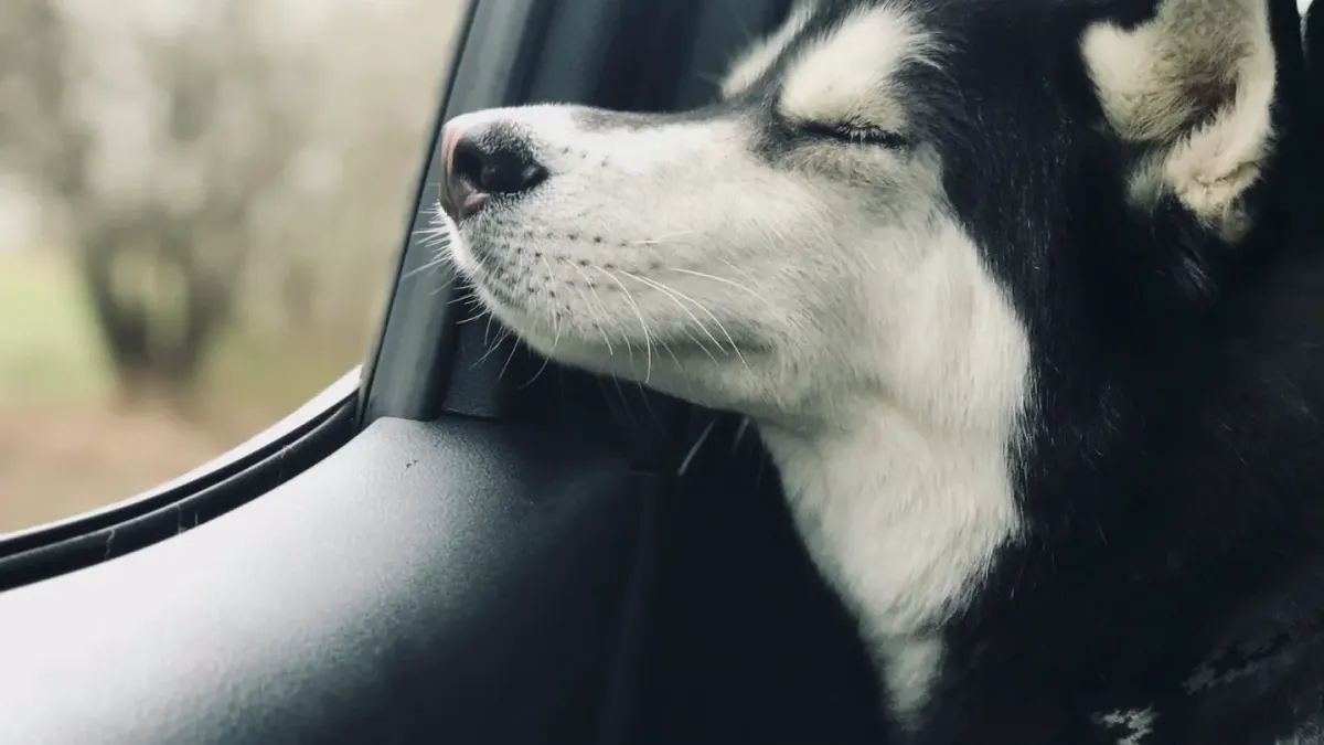 Dog resting by a window