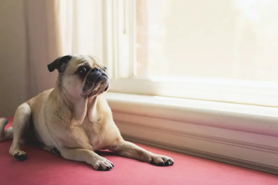 Dog resting by a window