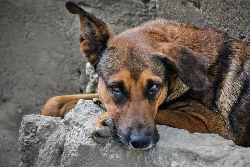 Dog resting by a window