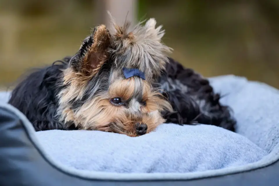 Dog resting in a bed