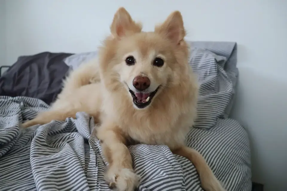 Dog resting in a bed