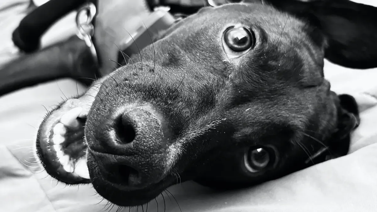 Dog resting in a bed