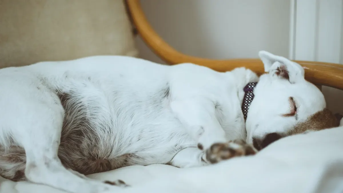 Dog resting in a bed