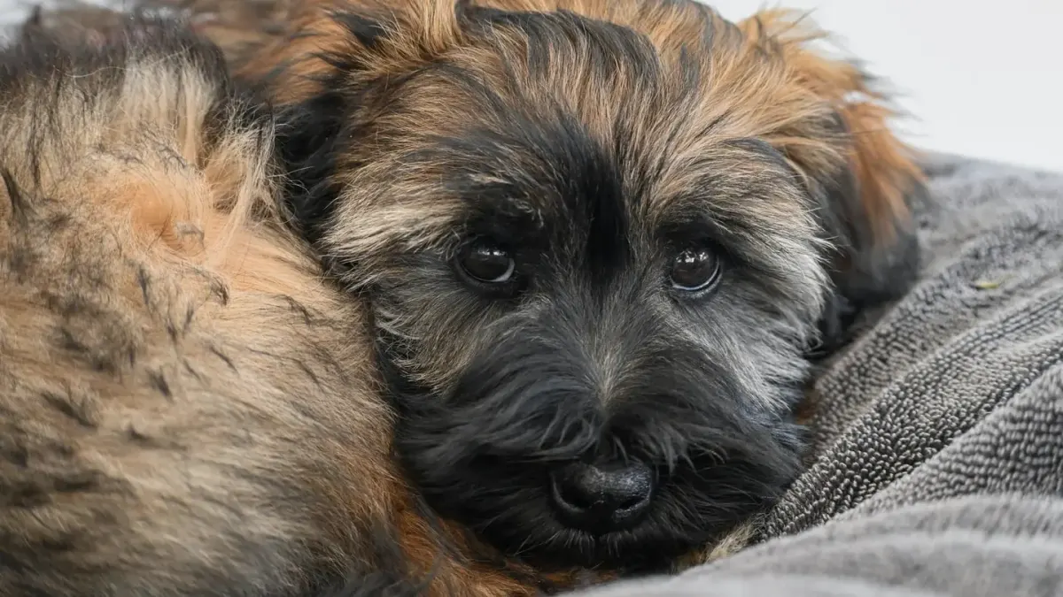 Dog resting in a bed