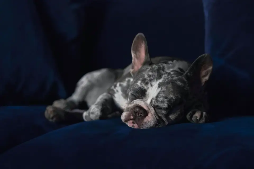 Dog resting in a bed