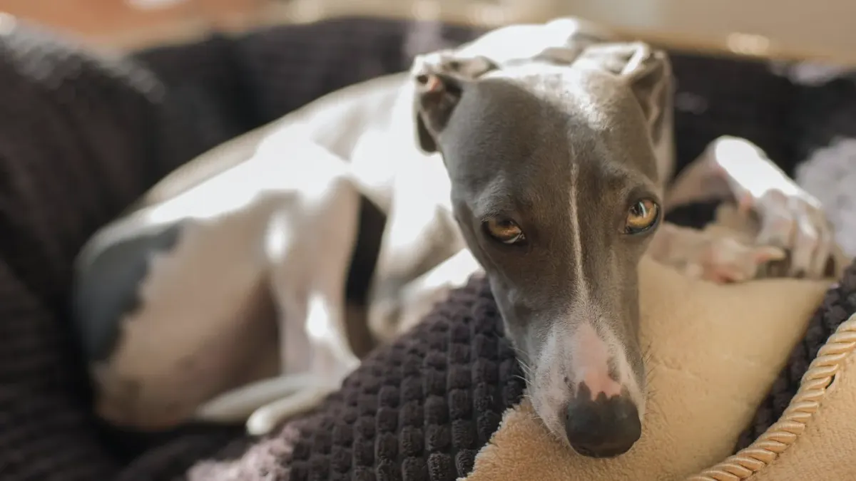 Dog resting in a bed