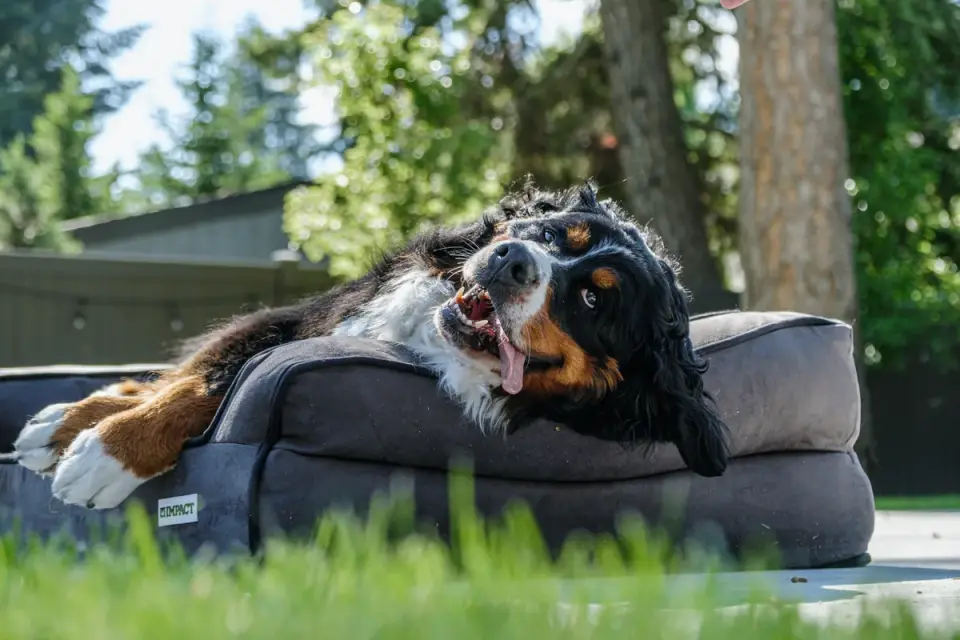 Dog resting in a bed