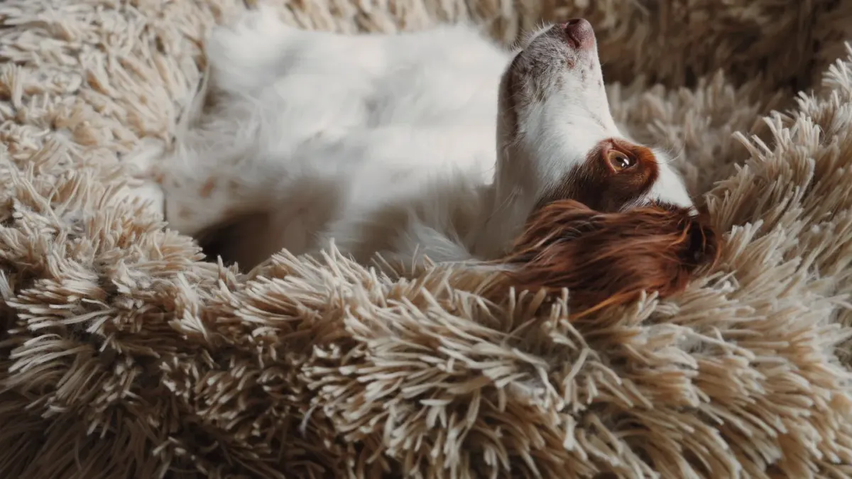 Dog resting in a bed