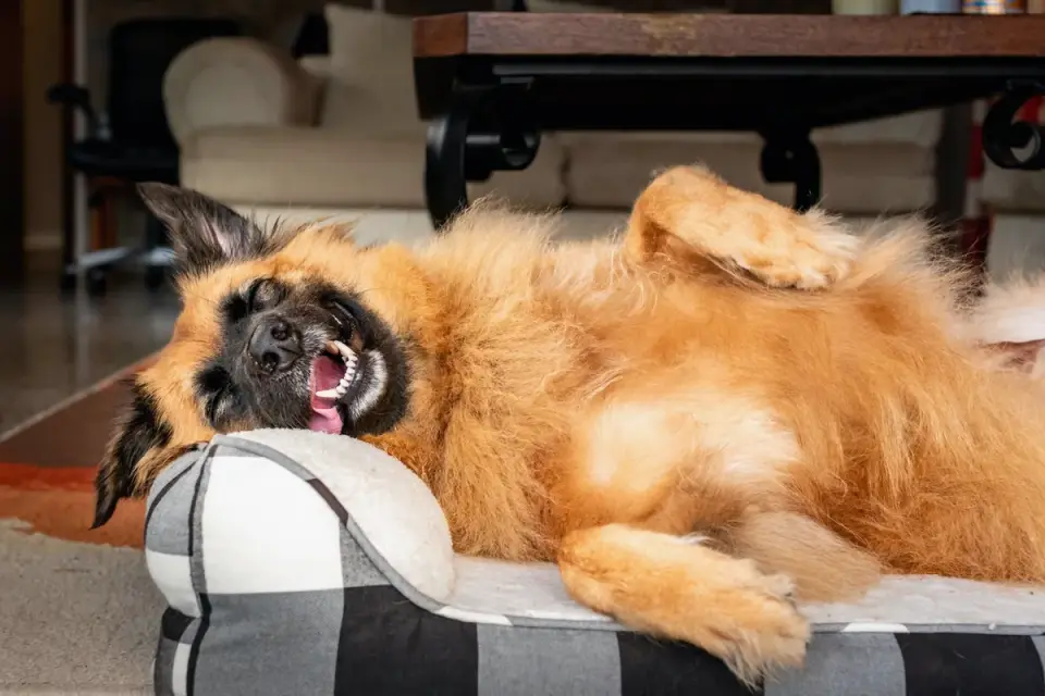 Dog resting in a bed