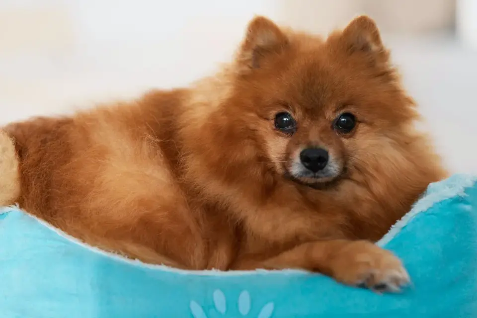 Dog resting in a bed