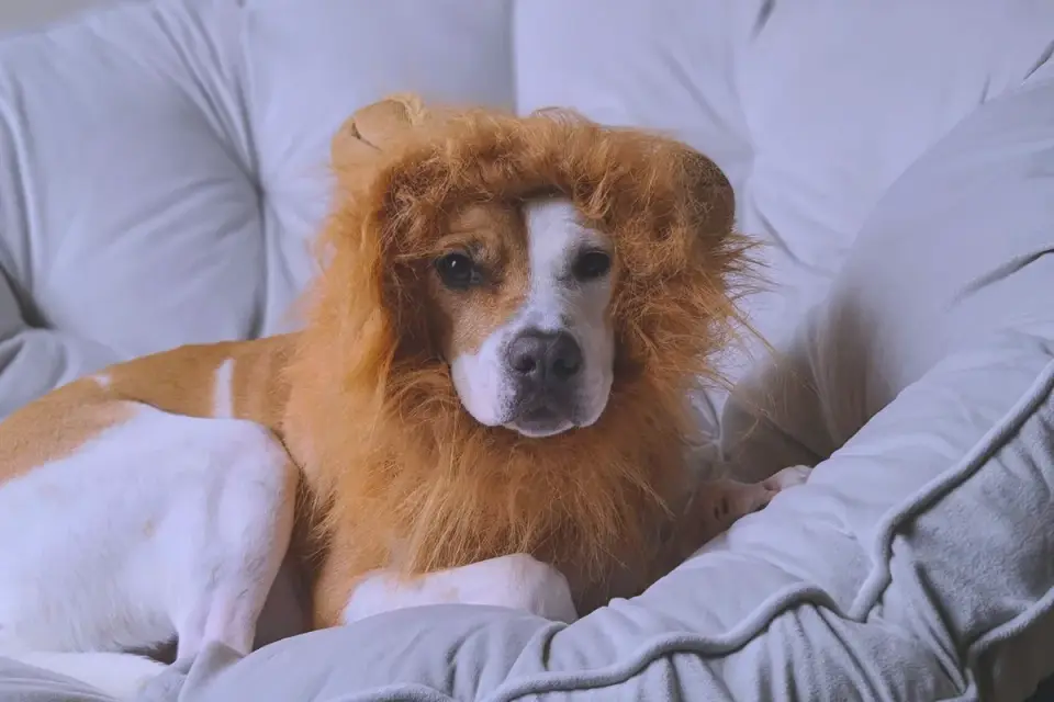 Dog resting in a bed