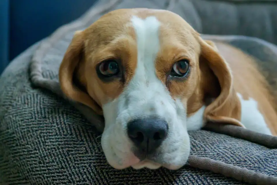 Dog resting in a bed