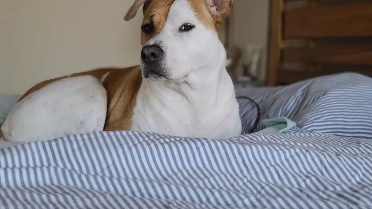 Dog resting in a bed