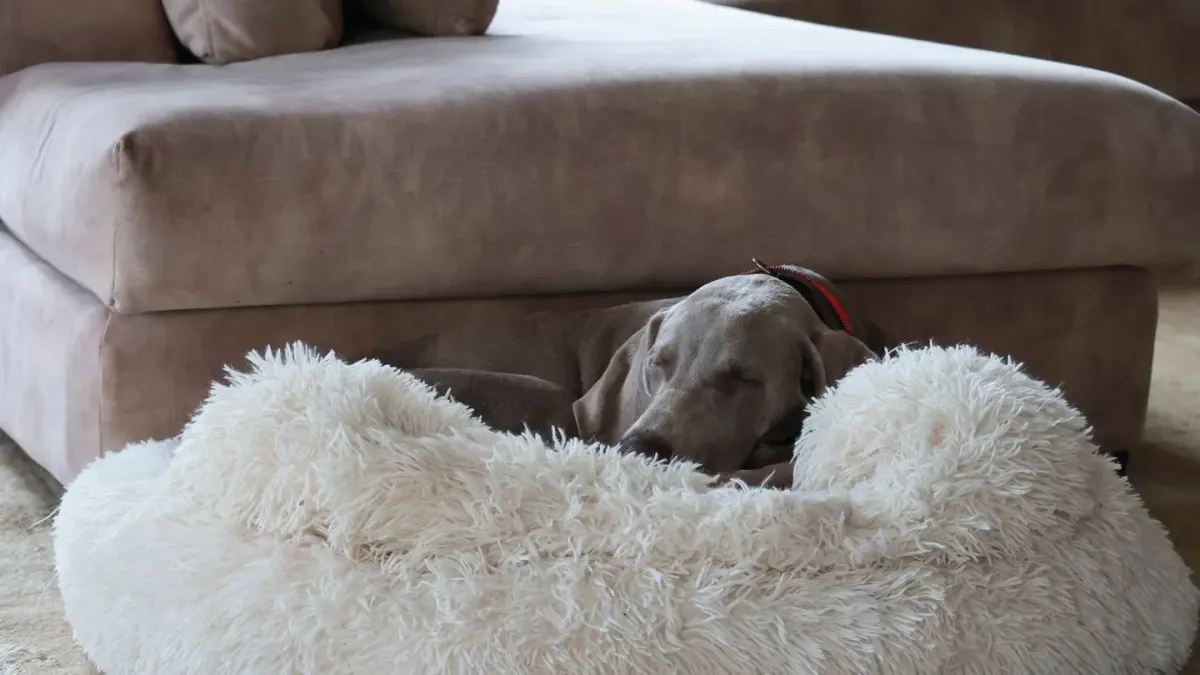 Dog resting in a bed