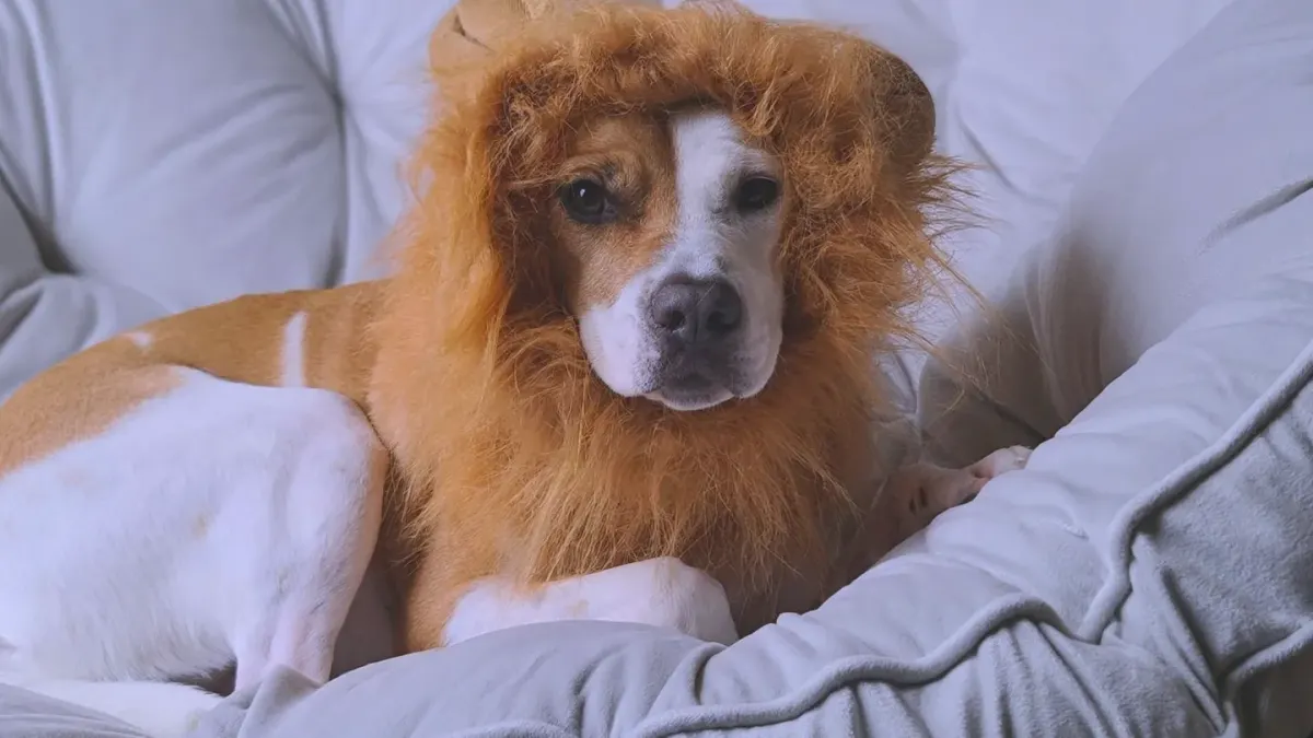 Dog resting in a bed
