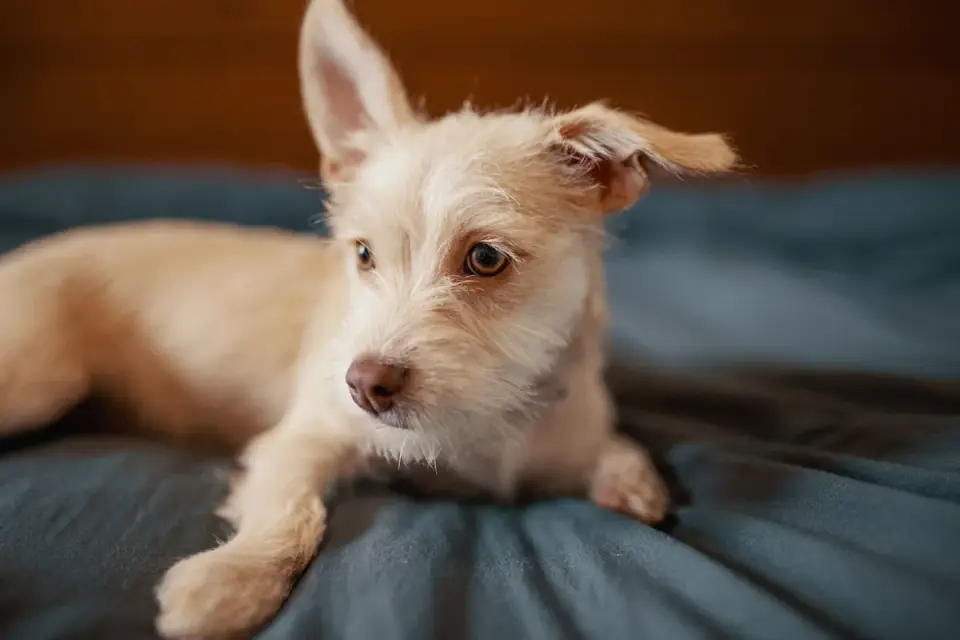 Dog resting in a bed