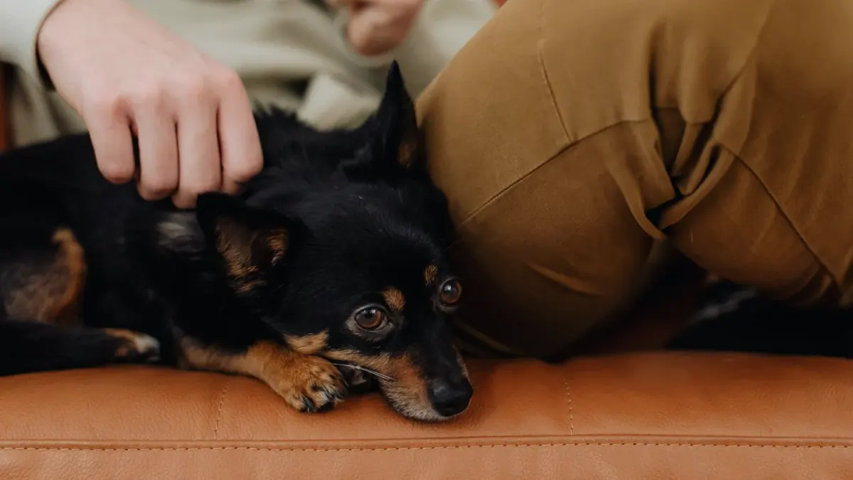 Dog resting on a sofa