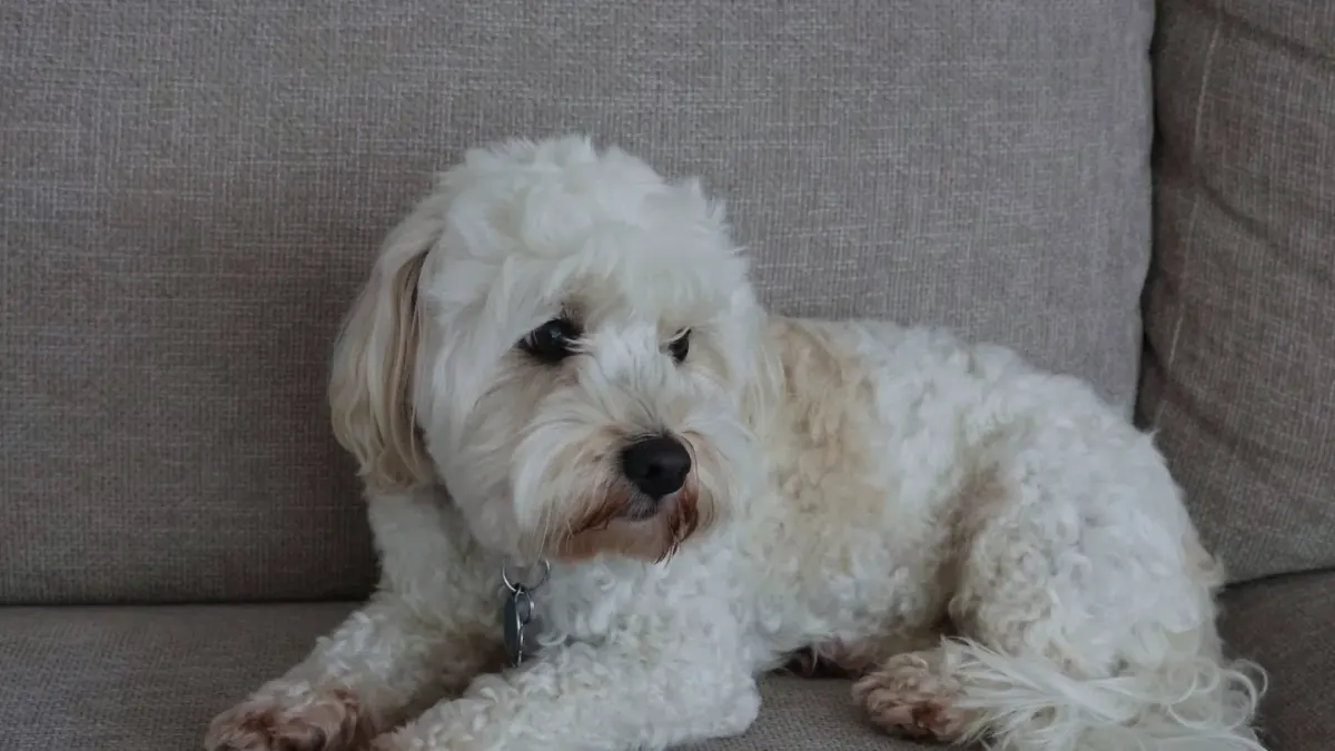 Dog resting on a sofa