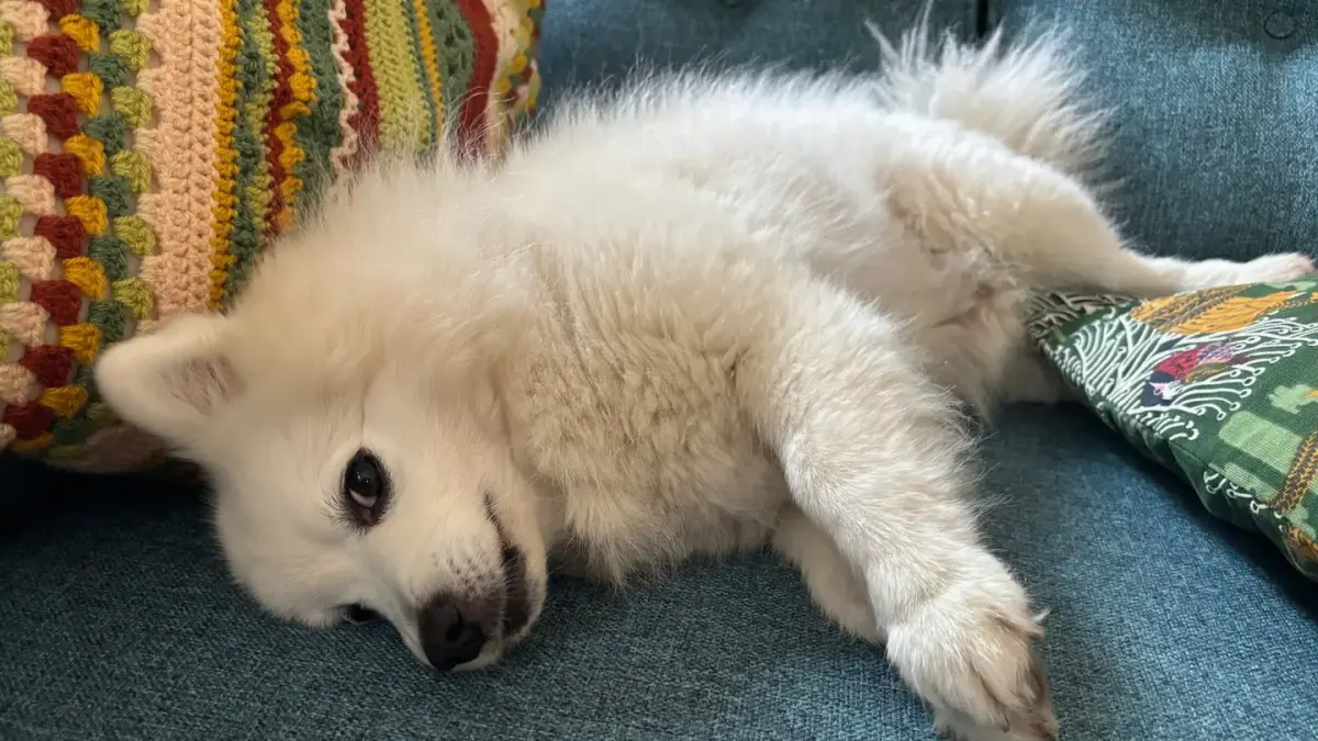 Dog resting on a sofa