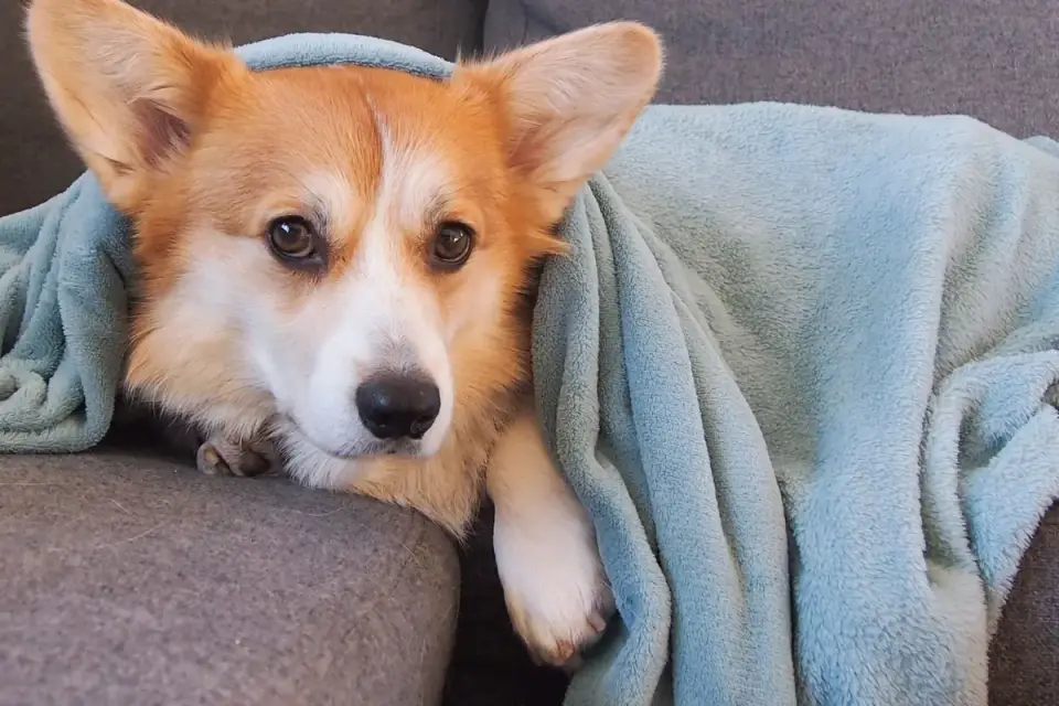 Dog resting on a sofa
