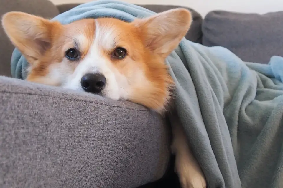 Dog resting on a sofa