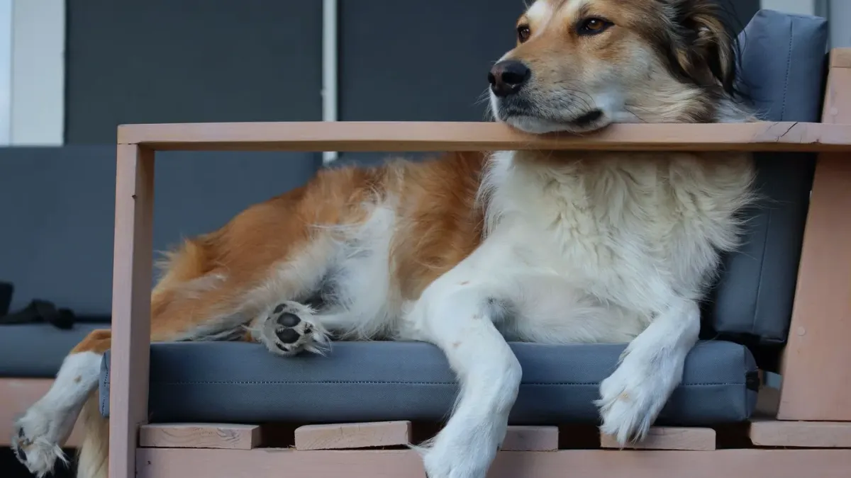 Dog resting on a sofa
