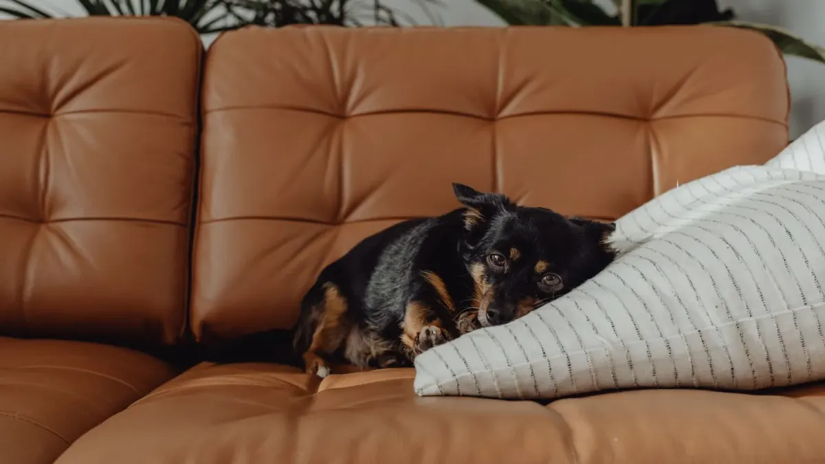 Dog resting on a sofa