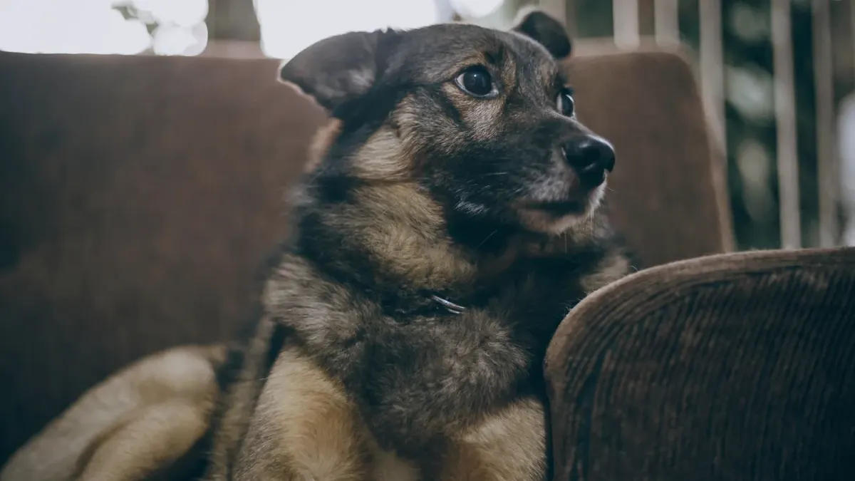 Dog resting on a sofa