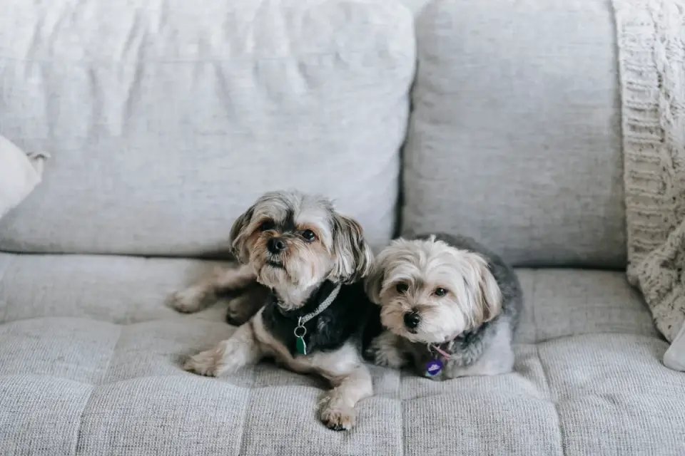 Dog resting on a sofa