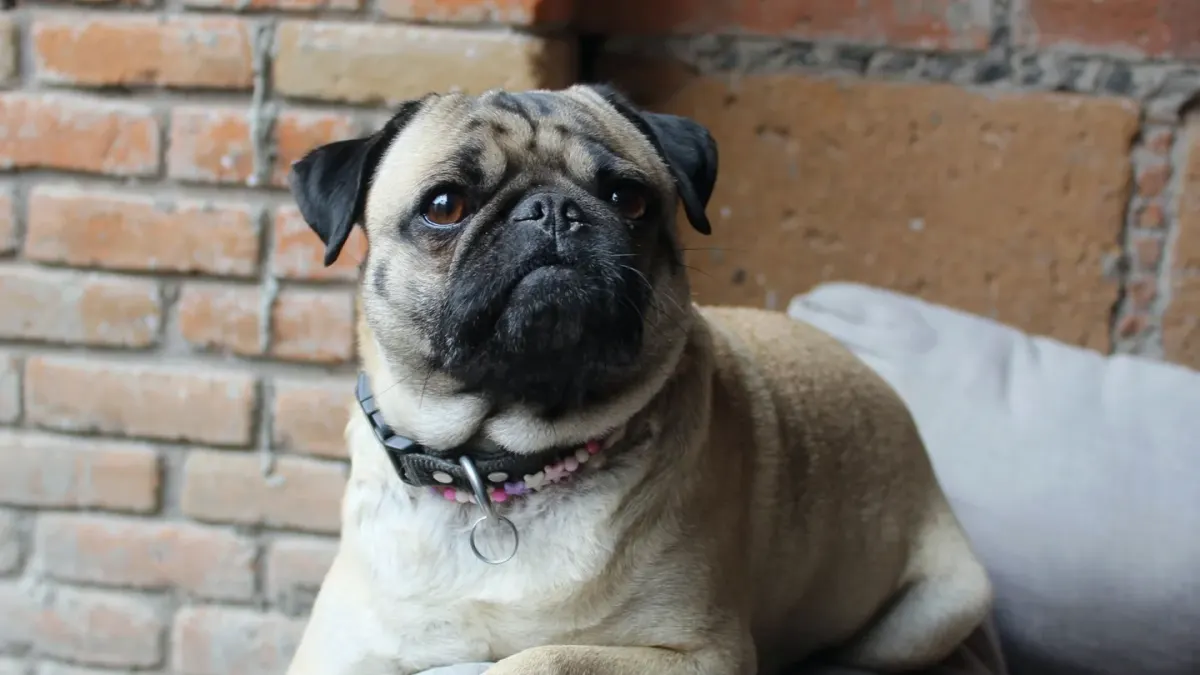 Dog resting on a sofa