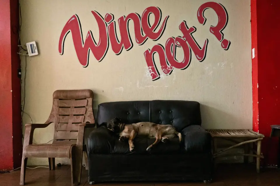 Dog resting on a sofa