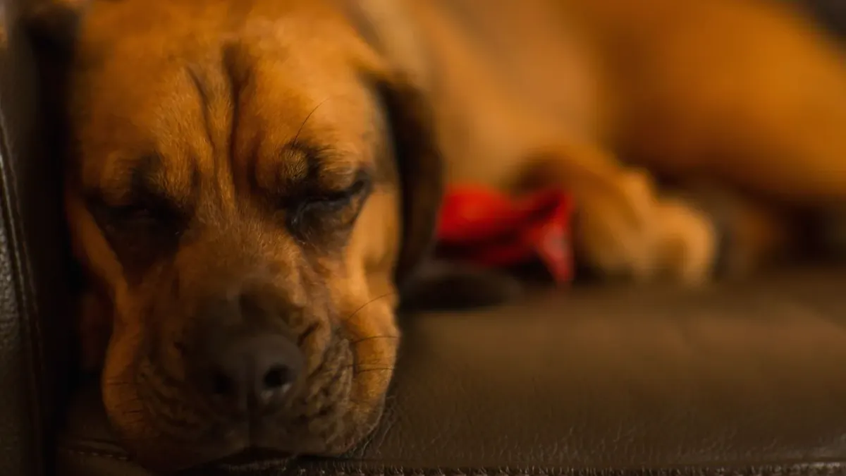 Dog resting on a sofa