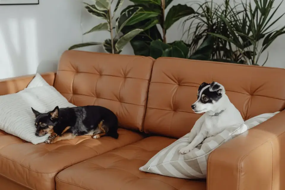 Dog resting on a sofa