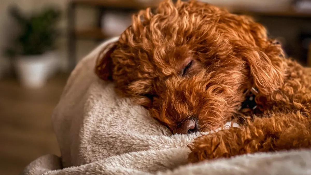 Dog sleeping at home