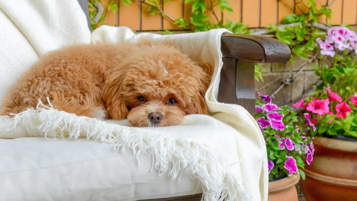 Dog sleeping at home