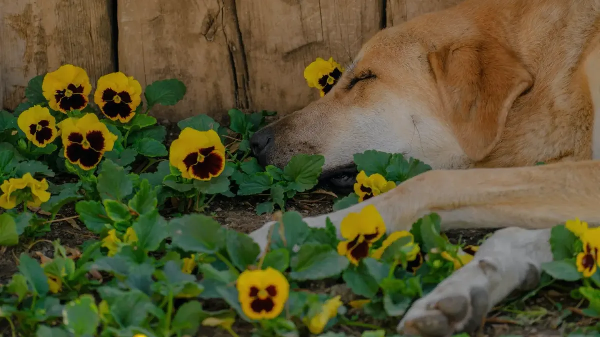 Dog sleeping at home