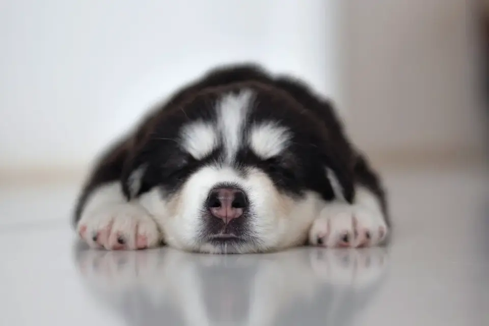 Dog sleeping at home