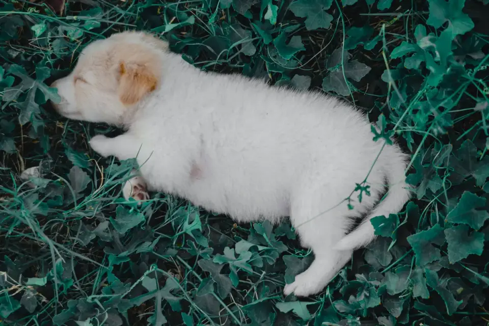Dog sleeping at home