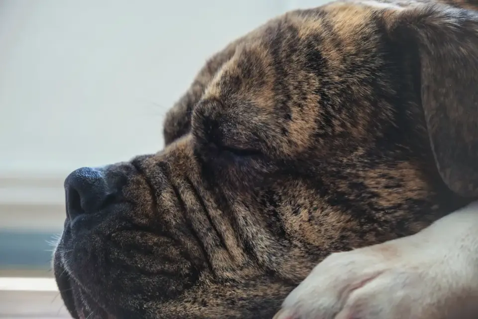 Dog sleeping at home