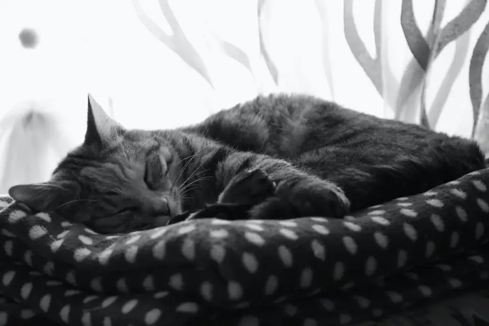 Dog sleeping at home