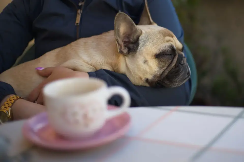Dog sleeping at home