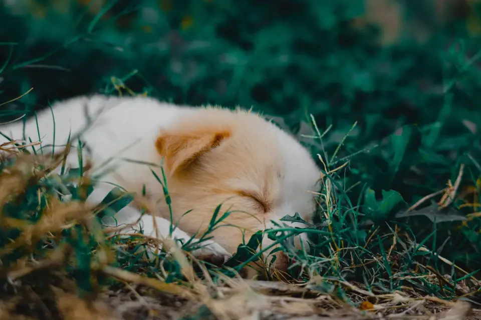Dog sleeping at home