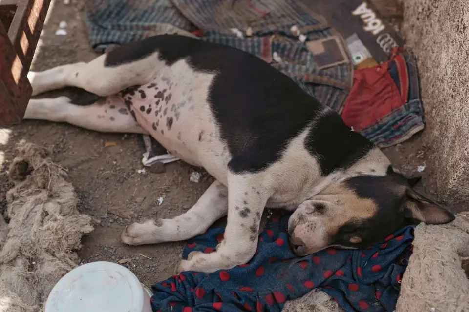 Dog sleeping at home