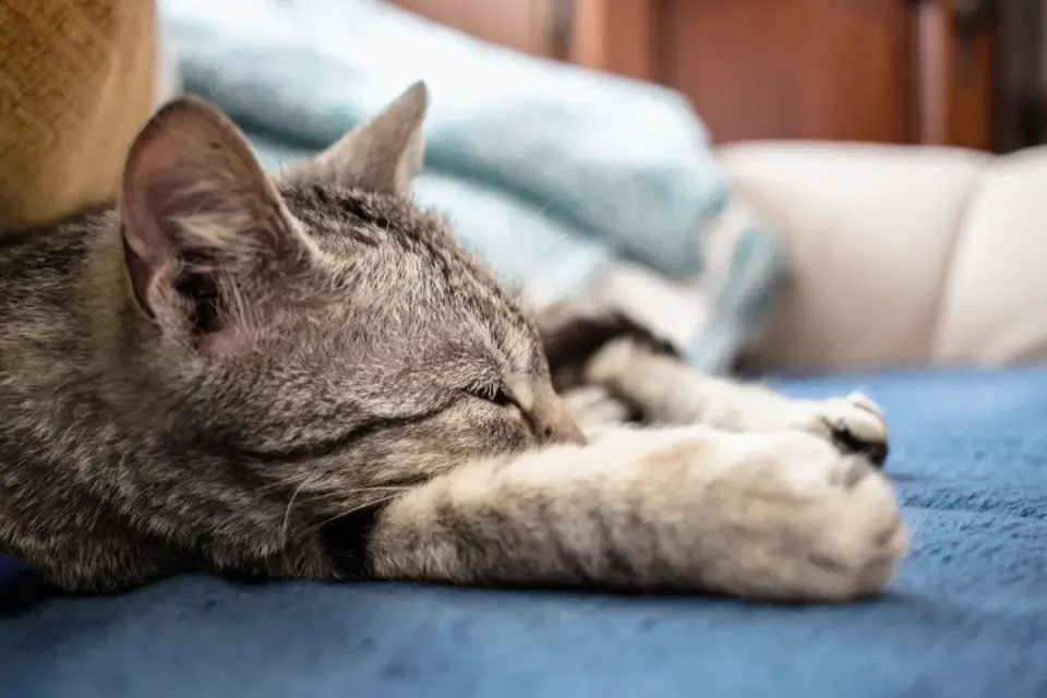 Dog sleeping at home