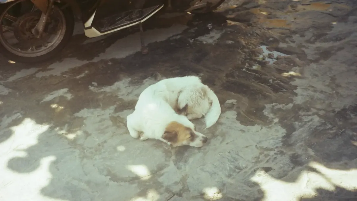 Dog sleeping at home